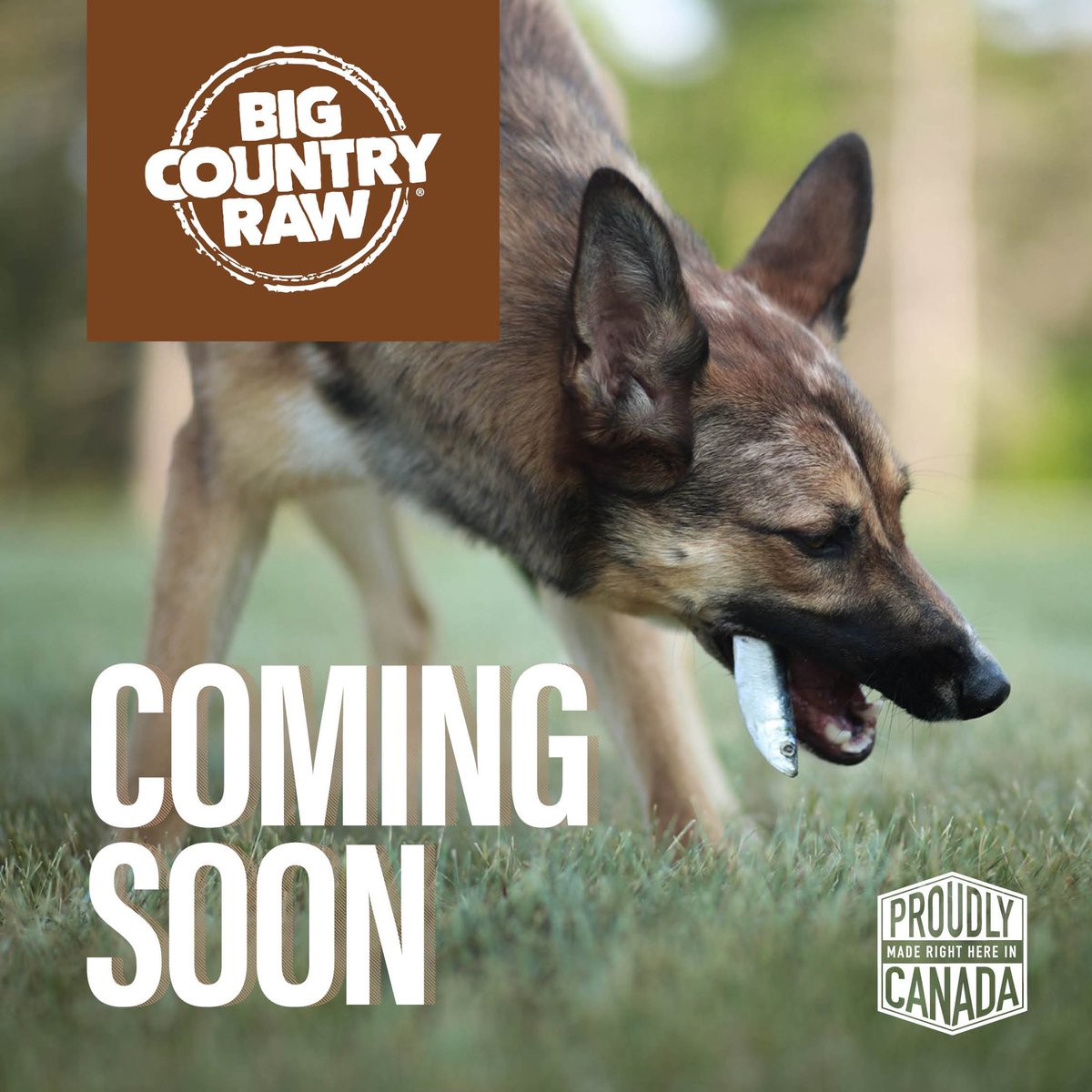 HelloPetsHFX's tweet photo. 🐾 Exciting News for Hello Pets Community! 🐾

Get ready to elevate your pet's nutrition with Big Country Raw – coming soon to Hello Pets! 🥩🐶🐱

@BigCountryRaw https://t.co/cxbAZriiuJ