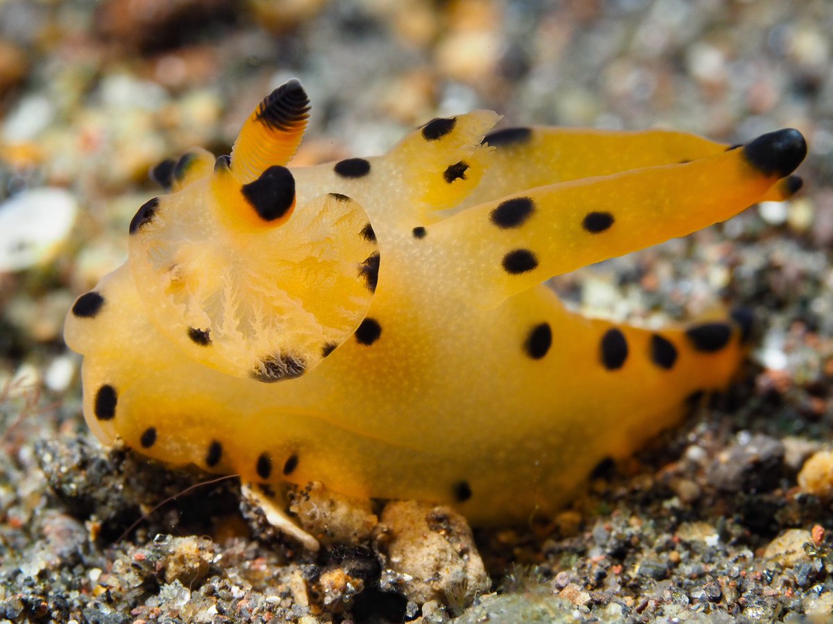 “Pikachu” Nudibranch. Taken with Olympus OMD EM1-II with 65mm macro lens #nudi #bali #scuba #seaslug #Macro #diving #underwaterphoto #olympus