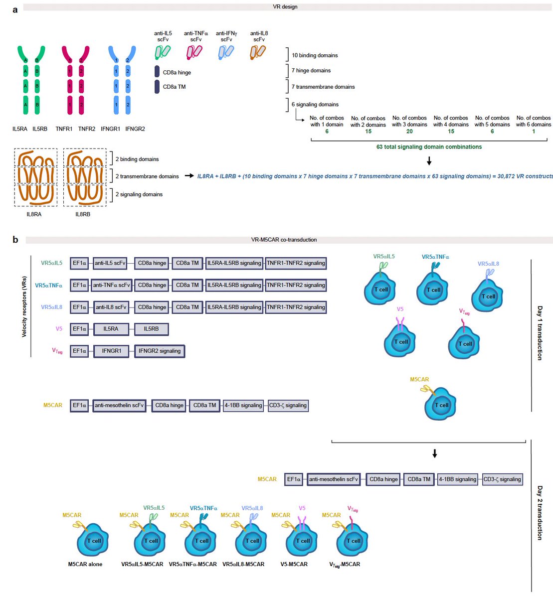 With our highly modular VELOCIREPTORS, we can generate &gt;30,000 different types of self-propelled CAR T cells designed to infiltrate solid tumors.

We test 5 in mouse models of pancreatic/ovarian/lung cancer, 3 cancers with poor survival rates.

Here: biorxiv.org/content/10.110…