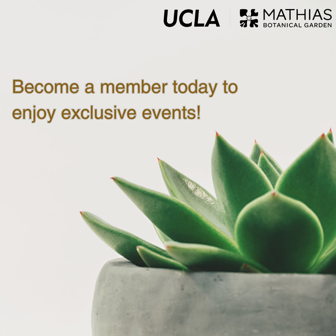 🌵✨ Join us on January 13 and learn the secrets to thriving succulents. You'll also bring home your very own plant buddy to elevate your space.❤️ 🌿 Not a member yet? You can sign up at the link below or at the door. Student memberships are $10/year! giving.ucla.edu/Standard/NetDo…