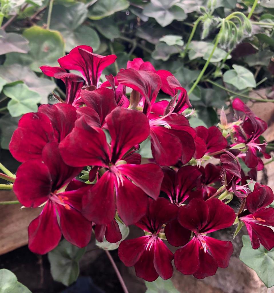 Fibrex Nurseries tweet media