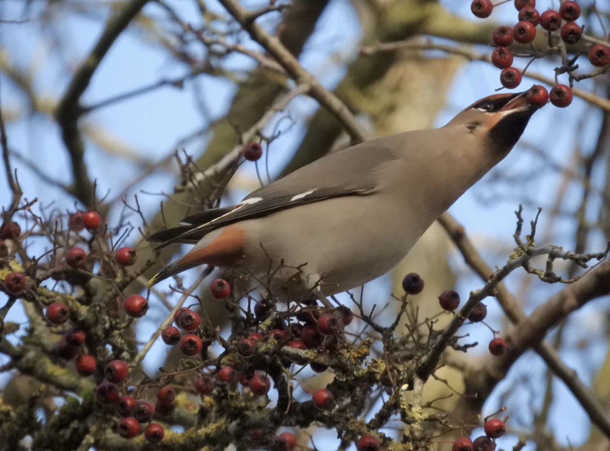 The waxwings were putting on a fine display <a href="/Hassopstation/">Hassop Station</a> today #waxwings #hassopstation #Derbyshire