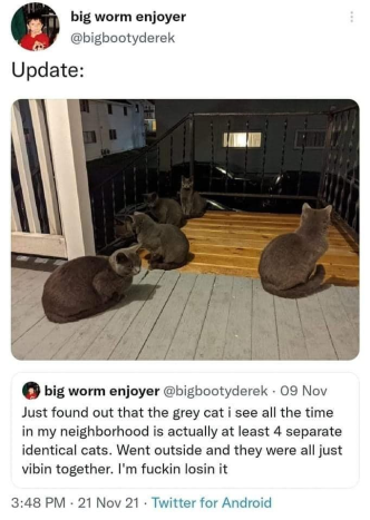 animals going goblin mode (@mischiefanimals) on Twitter photo 