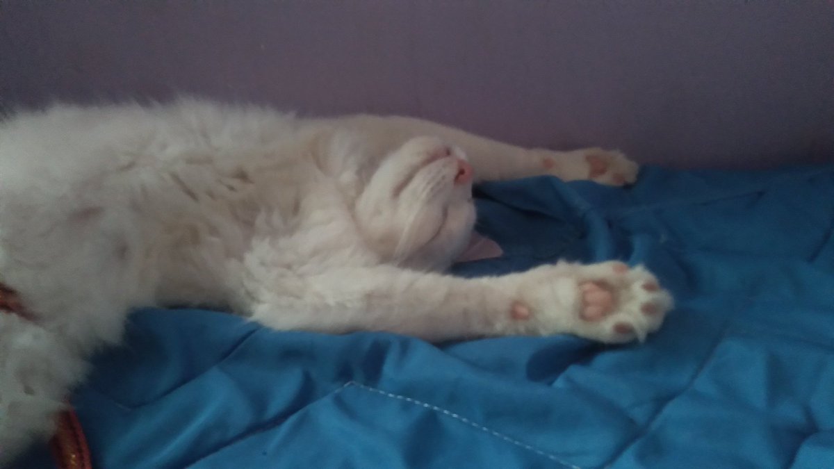 Berlim dormindo com os bracinhos p cima >>>>>>>>> 🥺