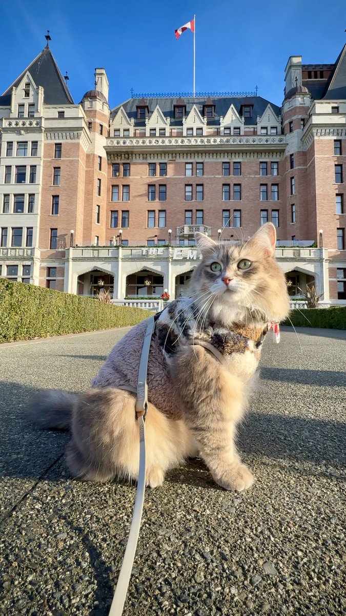 Happy new year and sorry for being MIA! We visited Victoria during end of the year and new year! Hope you all had a wonderful holiday✨☀️ 遅くなりましたが、あけおめですにゃ🐱今年もよろしくお願いしますにゃ🐾 #HappyNewYear2024 #あけましておめでとう #猫がいる暮らし #cats