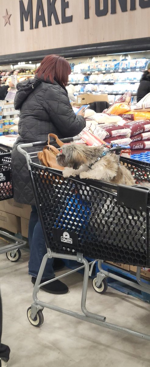 CiMaLive's tweet photo. @ShopRiteStores this is disgusting and unsanitary. As if we dont have enough to worry about concerning the health and safety of our food. Dogs in shopping carts, jumping all around, hair, allergens and Lord knows what else flying around. I have a right to clean and sanitary food. https://t.co/PKEC5DnWVf