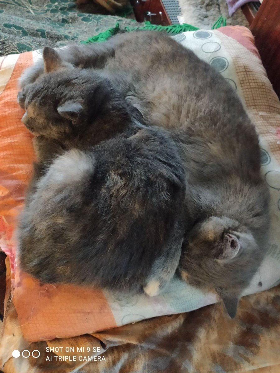 Ася и Шанси уже не котята, а маленькие кошечки! Такие уютные и кругленькие! Очень долго они переживали, когда их подбросили-видимо-тосковали по прежней семье. Но сейчас уже совсем освоились-играют со всеми на равных, хотя и стараются держаться вместе.🐱🐱