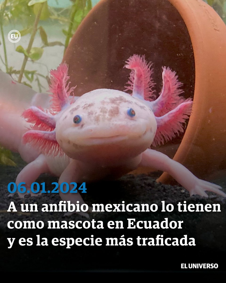 eluniversocom's tweet photo. Se han decomisado 426 ajolotes en #Ecuador en 2023 ► https://t.co/1Fsl7RiKbB https://t.co/lKL4pHRhAJ