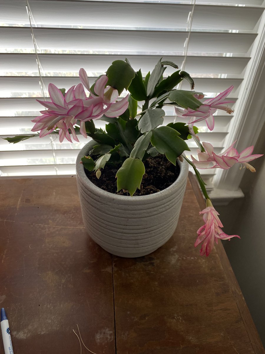 gscoutmom's tweet image. #FetchHappy @fetch buying new  planters at Lowe’s with gift cards makes my plants happy