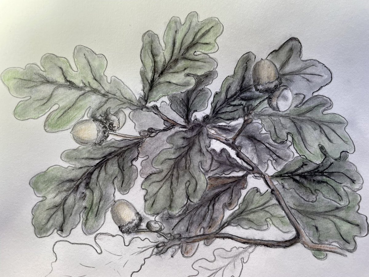 VivStylz's tweet photo. Drawing oak leaves with a view to making a new Lino cut. Getting ready for #LookingUpClose exhibition at TAAG  in Teignmouth 17th - 23rd February 2024 #drawing #sketchbook #sketchjanuary 🌿😀 https://t.co/l5UguEkeZi