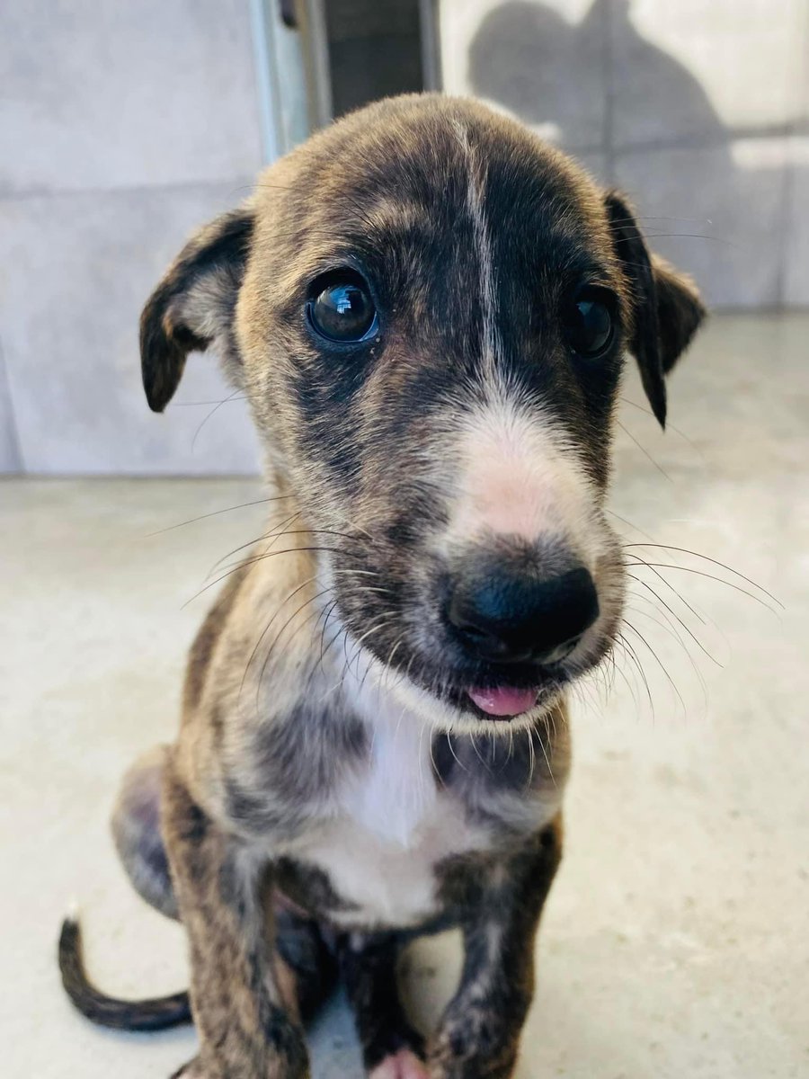 GalgosdelSol's tweet photo. Ophelia just wanted to stop by and say… look how cute I am 😍 https://t.co/6Hi3uBxRBR