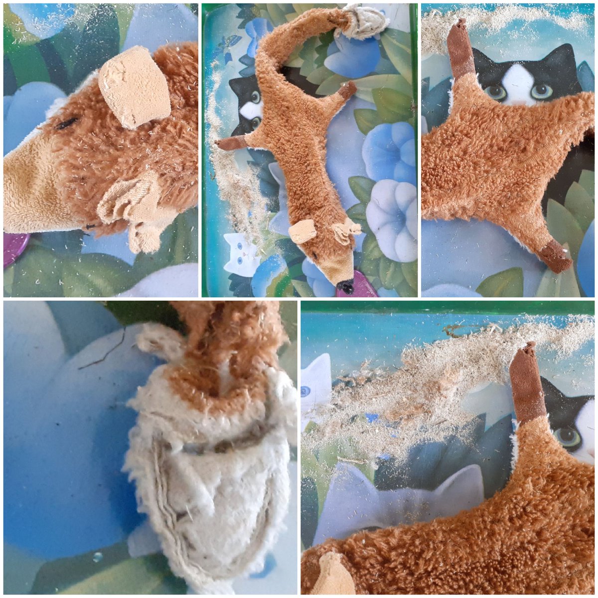 sinbadthebear's tweet photo. I'm a very happy bear today. I was found with Rabbit and Foxy but they were both the worse for wear, just like me. Today Foxy's surgery and cleaning is complete...he still has lots of seaweed in his fur but he doesn't care! https://t.co/wkRyAryzJM