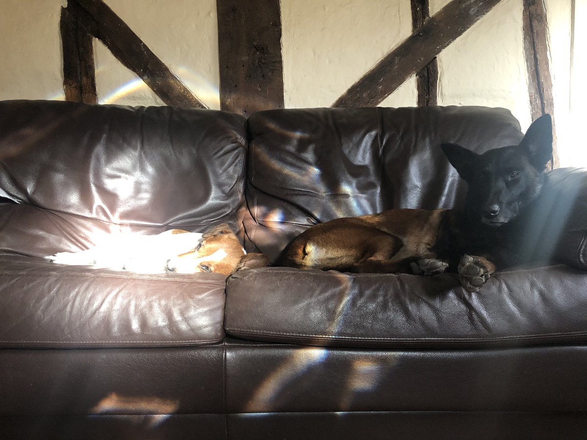 Time to relax 
@PBaloo & #littlelegs beat me to the sofa so I’m on my beanbag next to #RPDRex 🥰