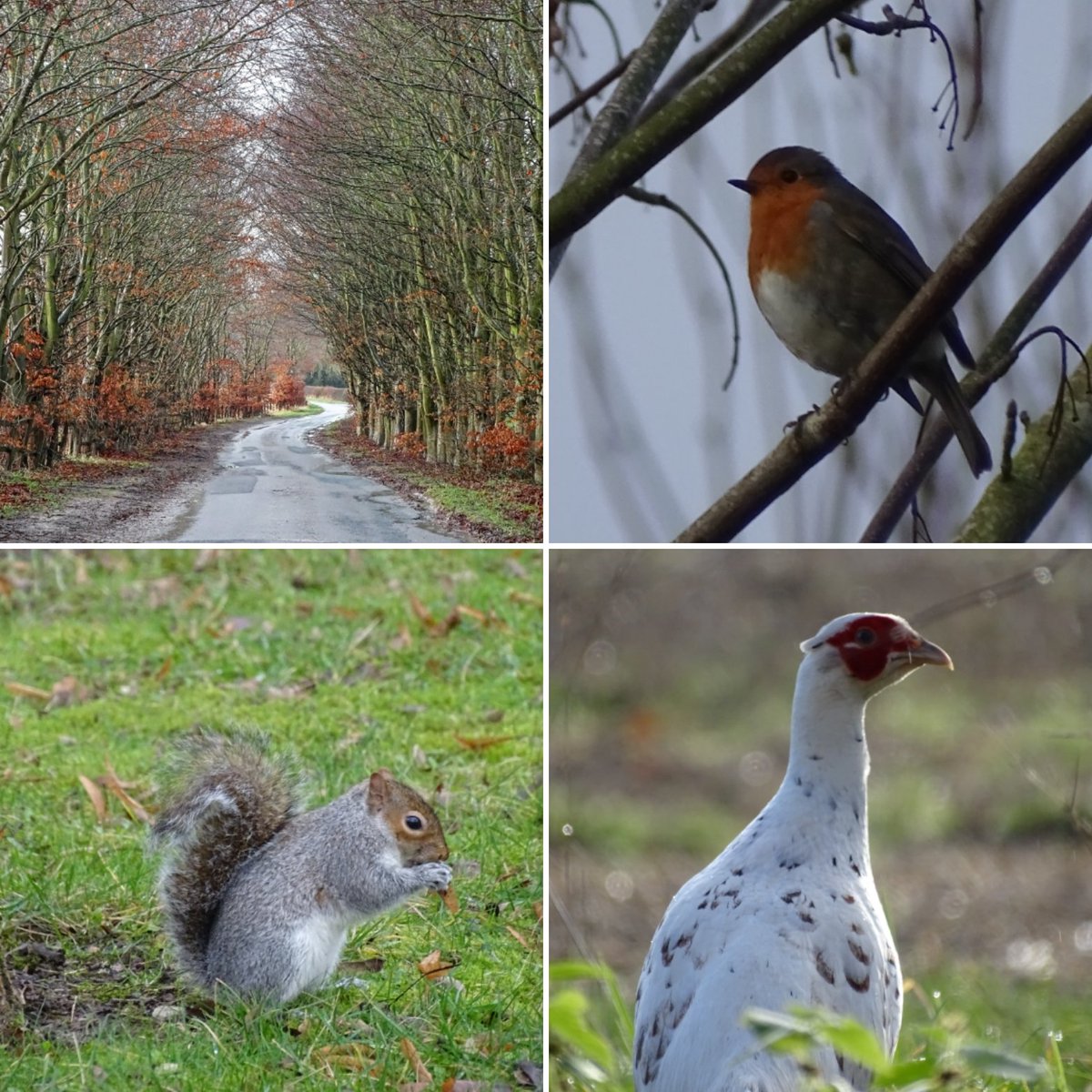 Today's wander around the Yorkshire Wolds 🧡💚 #wolds #yorkshirewolds #robin #squirrel #pheasant #nature #naturelover #wildlife #wildlifephotographer #countryside #rurallife #winter #january #eastriding #eastridingofyorkshire #lovewhereyoulive