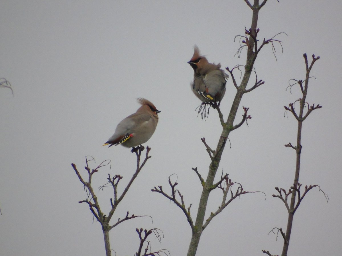 Catbuck8's tweet photo. Enjoyed catching up with the obliging Waxwings in Stevenage today. Just love these birds 😍 @WaxwingsUK @Hertsbirds https://t.co/aatEI5QmUc