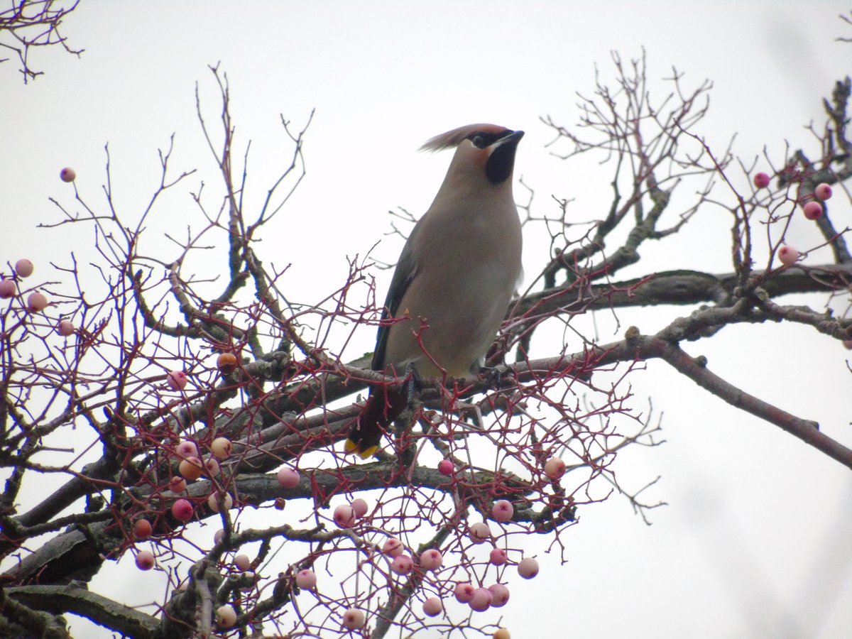 Catbuck8's tweet photo. Enjoyed catching up with the obliging Waxwings in Stevenage today. Just love these birds 😍 @WaxwingsUK @Hertsbirds https://t.co/aatEI5QmUc