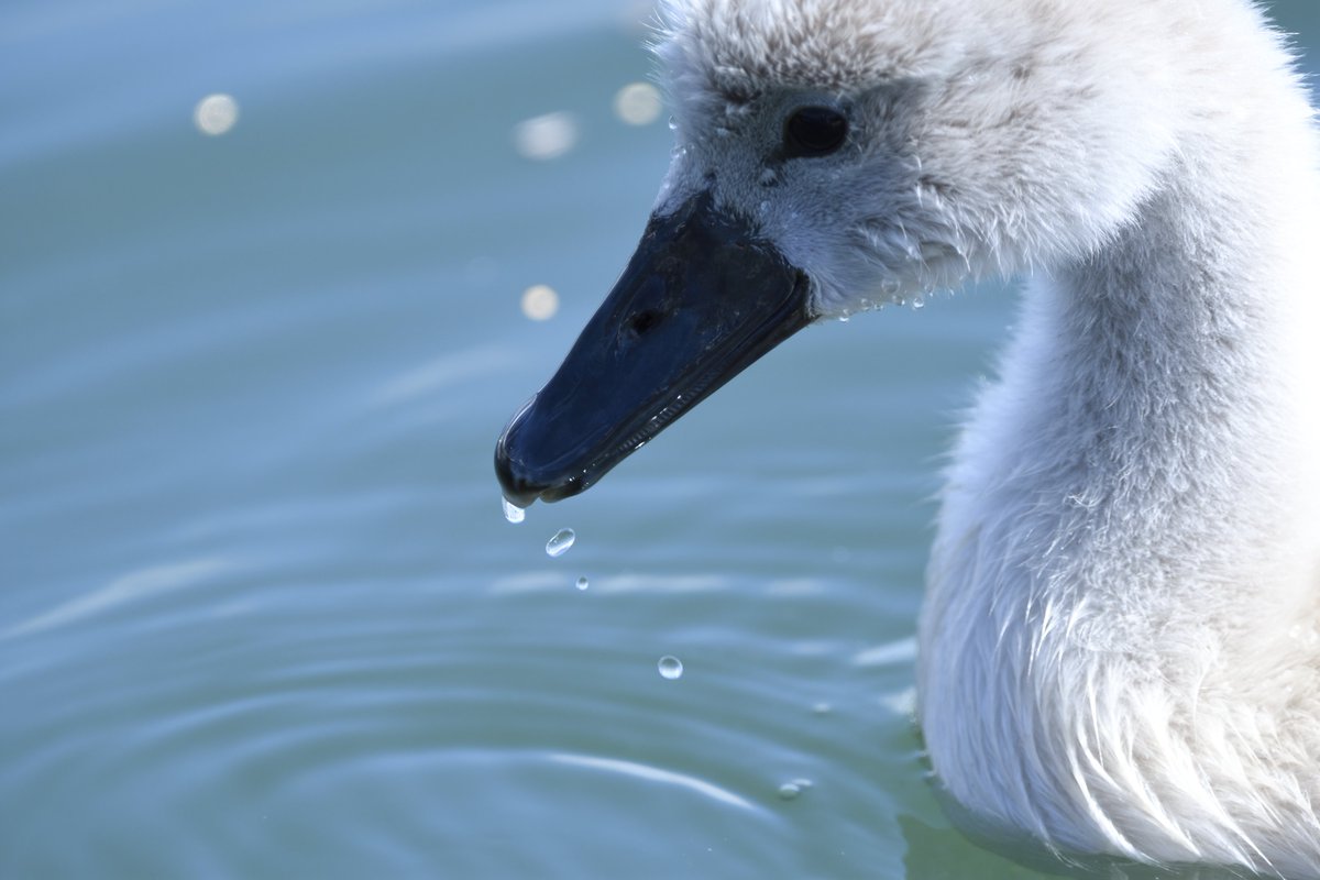 #swan #waterbirds #wildlifelovers #bird #BirdsSeenIn2023 #birds #wildlifephotography #wildlife #springwatch #youngwildlifephotographer #birdphotography #nature #birdslover #birds_n_branches #hawthorn #birdsofengland #photography #birdwatching #birding #birds_captures