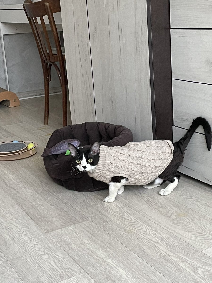 maya_mooza's tweet photo. Кошка превратилась в бегемота https://t.co/5vWU1D7Ww5