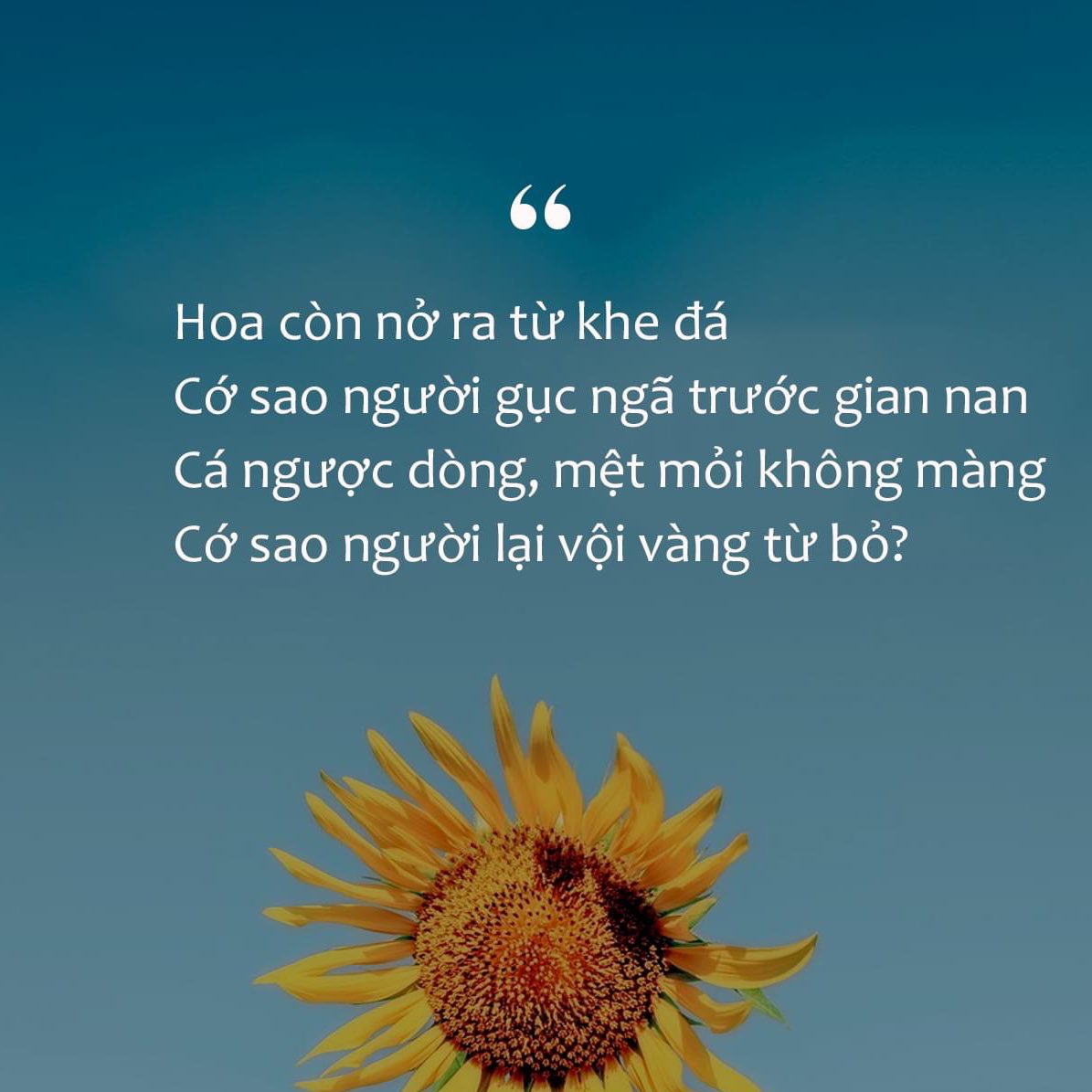 Troɳg Từɳg Câu Chữ ♥️ tweet media