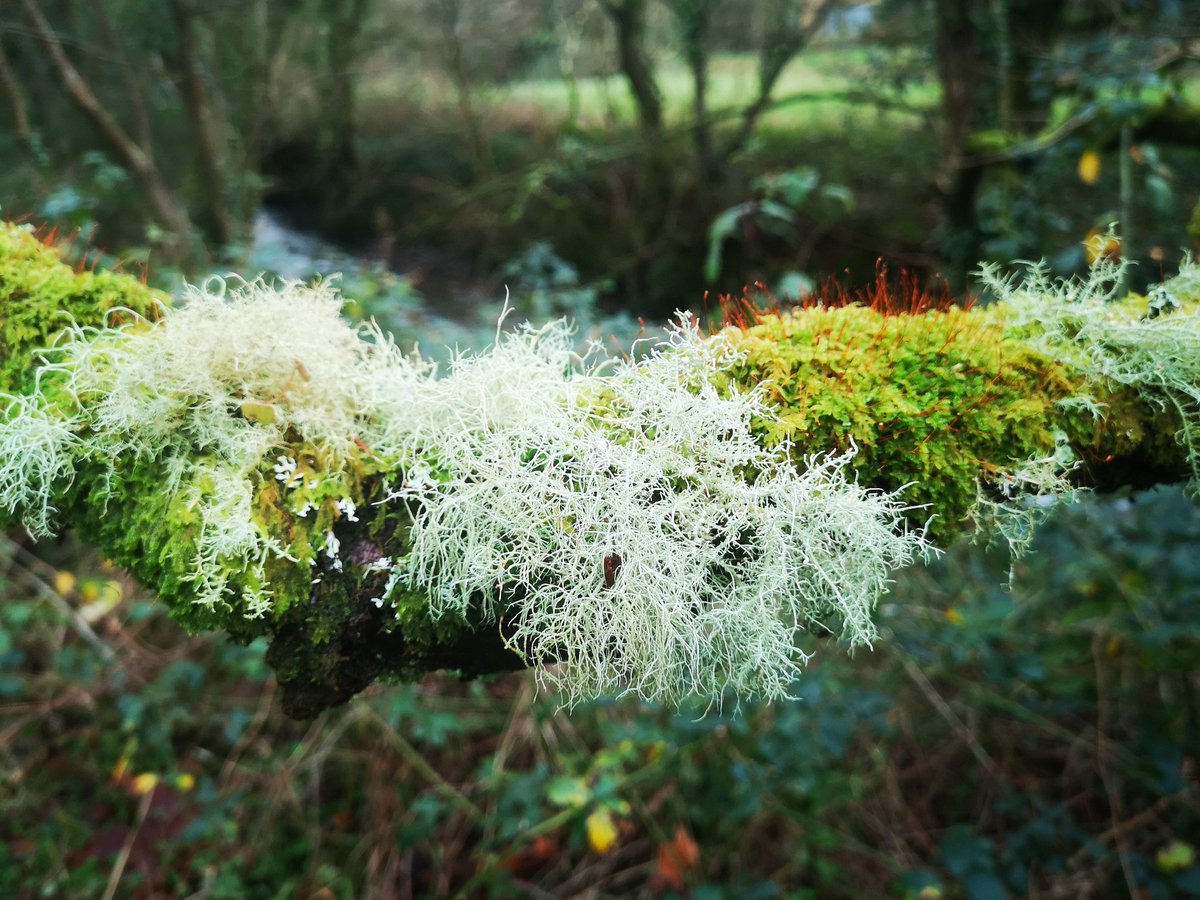 Another wonderful  world.

#lichen #moss