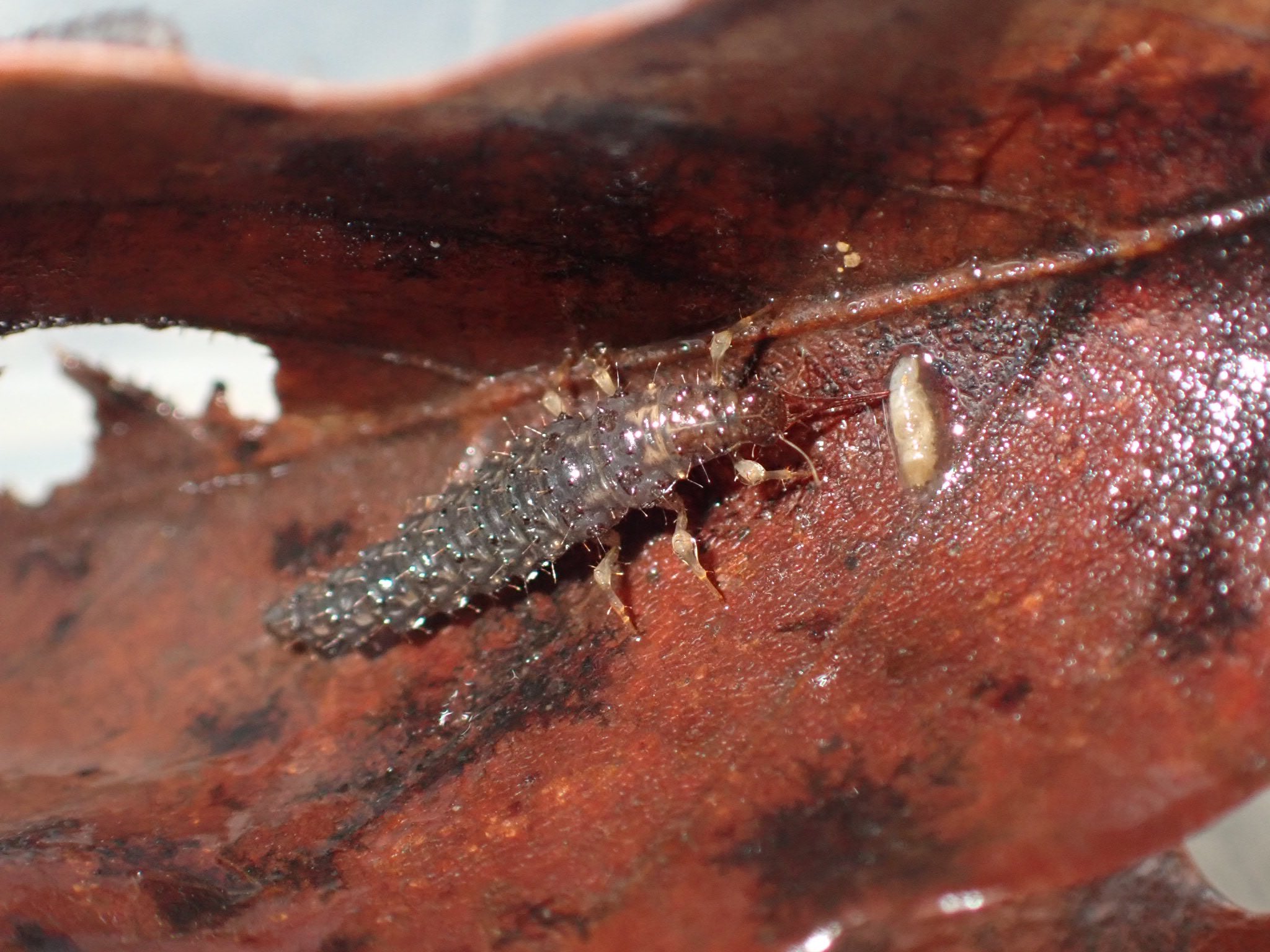 Rotifer　形の変わった虫 Rotifer 形の変わった虫 Rotifer 形の変わった虫 ホワッホー