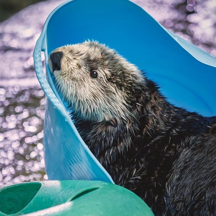 Aquarium of the Pacific tweet media