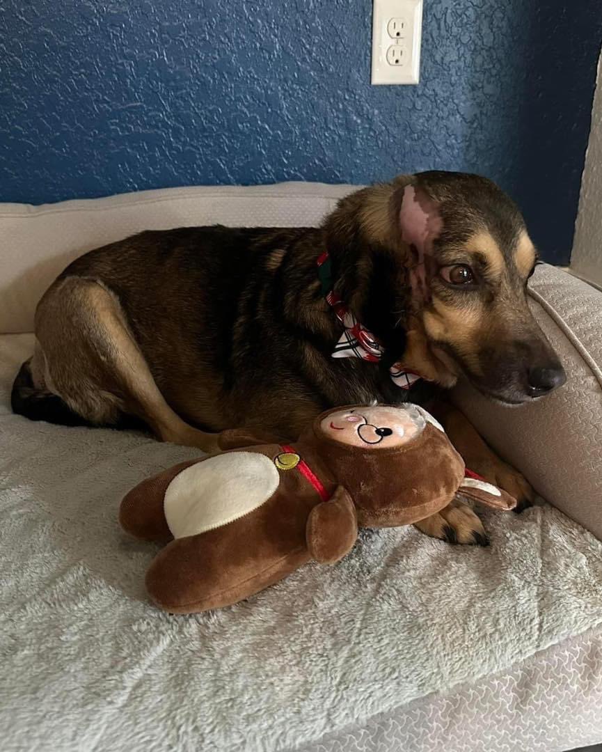 rabitokontento's tweet photo. Queremos compartir con ustedes lo FELIZ que es nuestra amada Lizzie junto a su nueva familia. Lizzie conoció el peor de los maltratos y Dios sabe que lo más que anhelábamos era encontrar una familia que la amara, Lizzie tiene lo que siempre mereció 🎄❤️ Feliz Día de Reyes https://t.co/vqwe5epic8