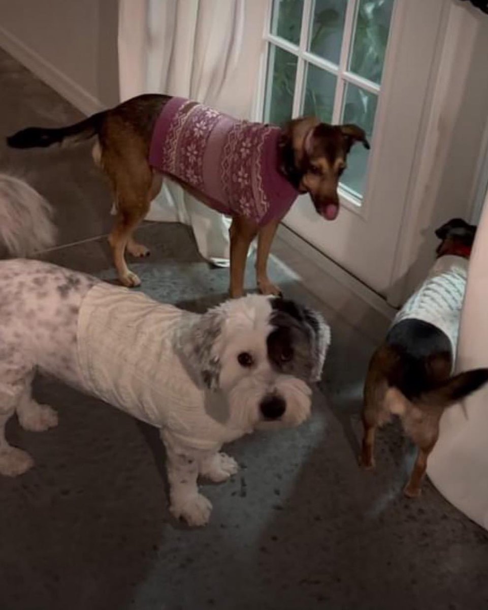 rabitokontento's tweet photo. Queremos compartir con ustedes lo FELIZ que es nuestra amada Lizzie junto a su nueva familia. Lizzie conoció el peor de los maltratos y Dios sabe que lo más que anhelábamos era encontrar una familia que la amara, Lizzie tiene lo que siempre mereció 🎄❤️ Feliz Día de Reyes https://t.co/vqwe5epic8