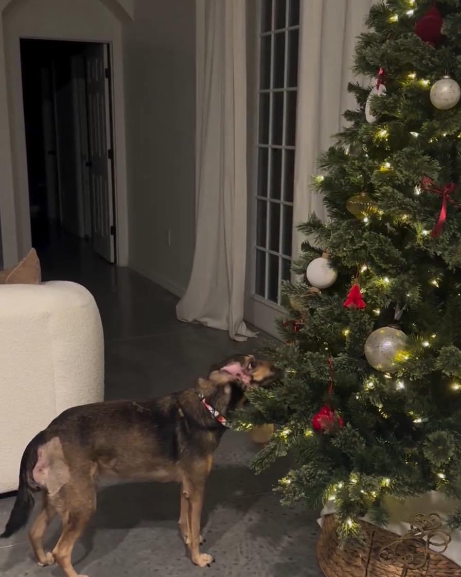 rabitokontento's tweet photo. Queremos compartir con ustedes lo FELIZ que es nuestra amada Lizzie junto a su nueva familia. Lizzie conoció el peor de los maltratos y Dios sabe que lo más que anhelábamos era encontrar una familia que la amara, Lizzie tiene lo que siempre mereció 🎄❤️ Feliz Día de Reyes https://t.co/vqwe5epic8