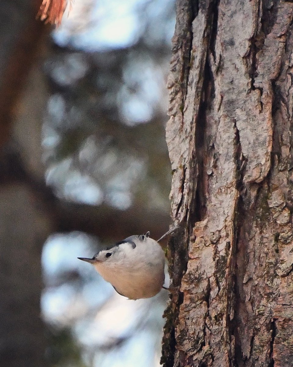 OttTreeHugger's tweet image. Bingo….
The reason they don’t want to #updateTheLandlease
#impossible they say..
We care about #climateissues they say…
Giving with one hand @s_guilbeault ?
Taking with the other @pablorodriguez 
That’s NOT forward motion.
That’s NOT #climatealignedAction @liberal_party #CDA