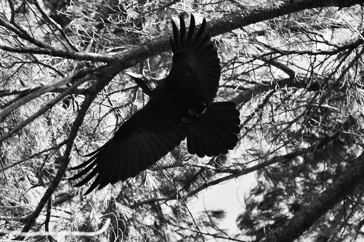 OttTreeHugger's tweet image. Bingo….
The reason they don’t want to #updateTheLandlease
#impossible they say..
We care about #climateissues they say…
Giving with one hand @s_guilbeault ?
Taking with the other @pablorodriguez 
That’s NOT forward motion.
That’s NOT #climatealignedAction @liberal_party #CDA