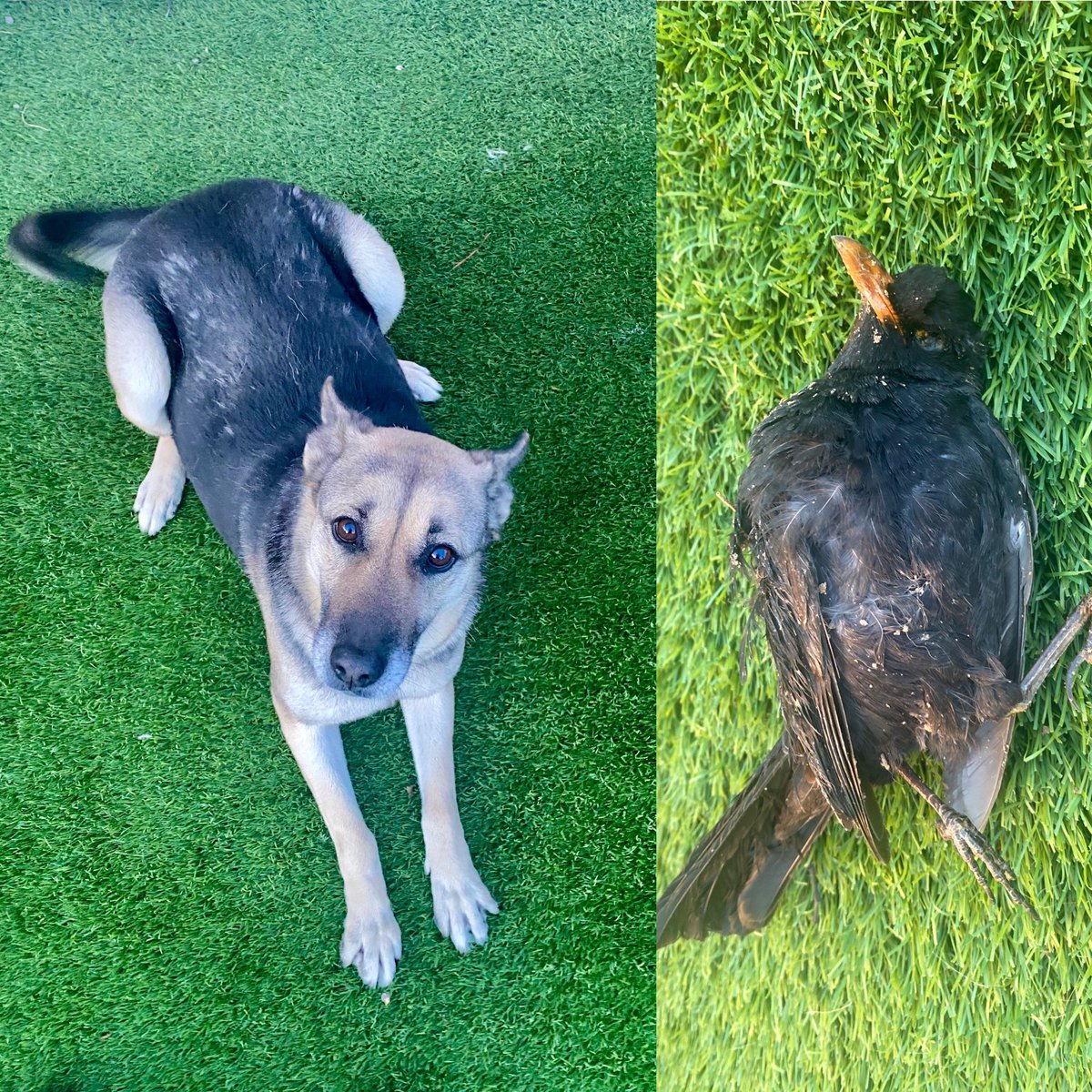 Kira siempre me trae regalo de Reyes 👑 👑 👑