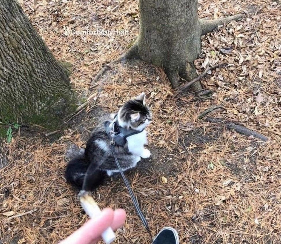 Corn3rBoyz's tweet photo. Nothing beats getting stoned in the woods with your dog https://t.co/1xc3QaSLWe