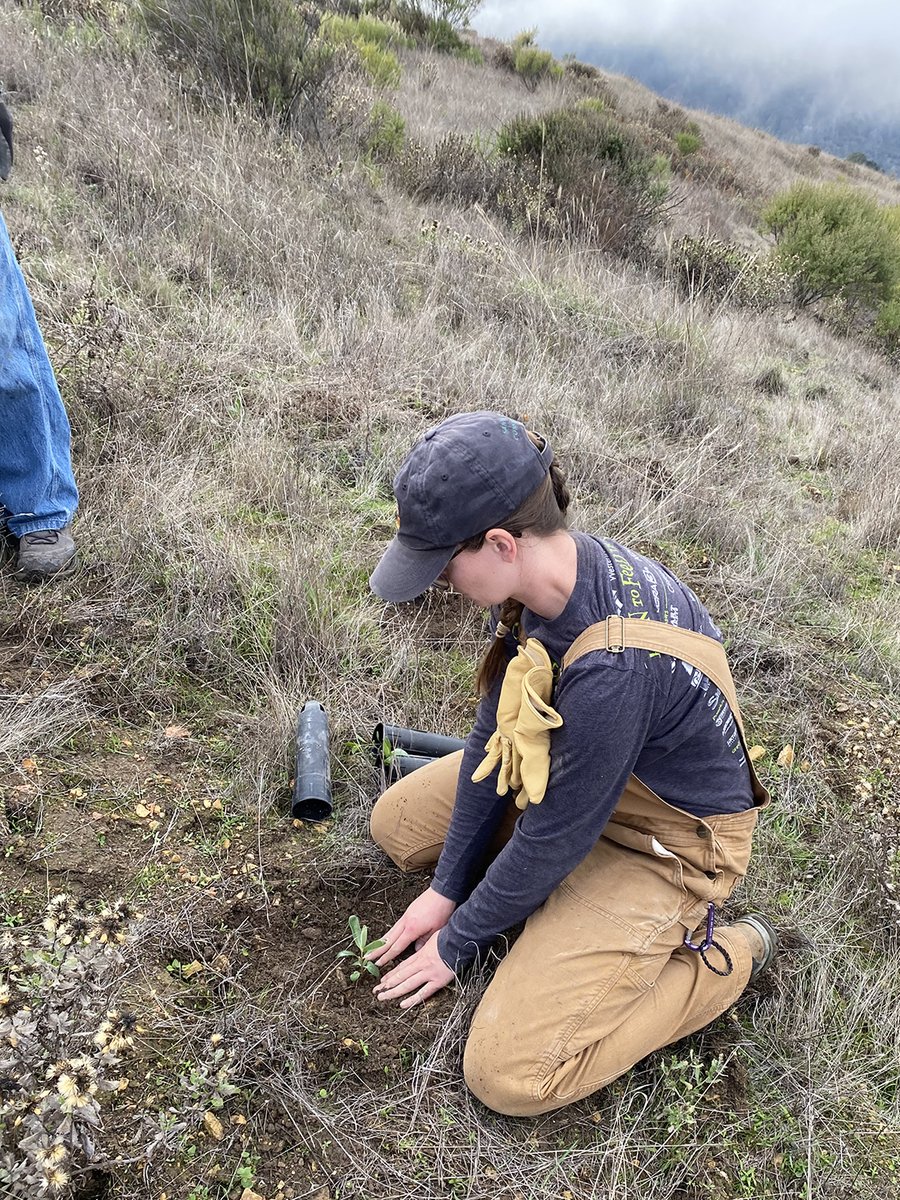 Santa Lucia Conservancy tweet media
