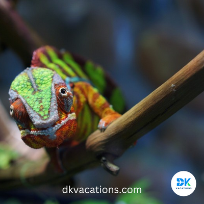 AdventuresByDH's tweet photo. Madagascar is home to about 1/2 the world's chameleons. Including this little cutie. Wait a minute and you won't recognize him. #travel #adventure #love #dkvacations #travelagent #travelagency #beauty https://t.co/deZnHxTRML
