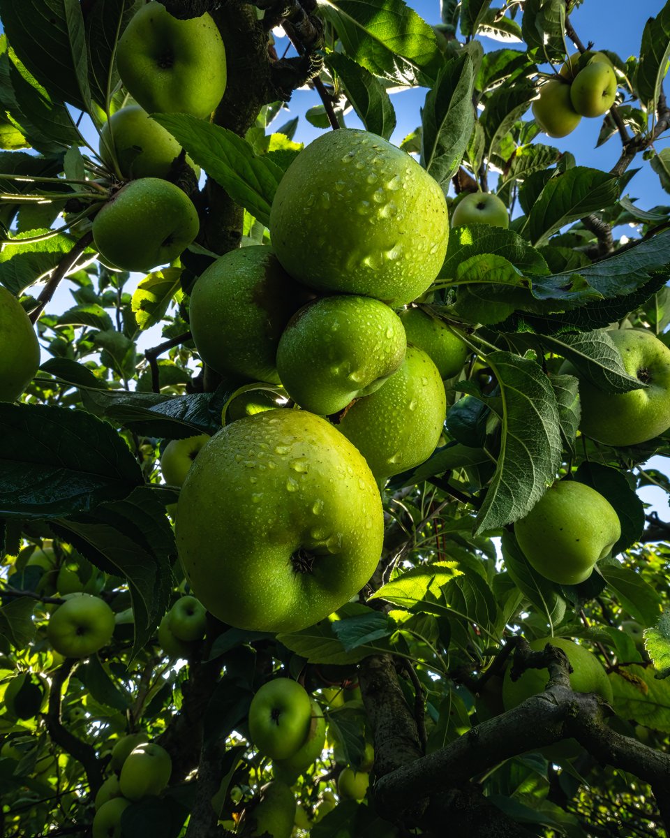 martinellis's tweet image. Things are looking up. 🍏 #happynewyear #happy2024 #appletreeday
