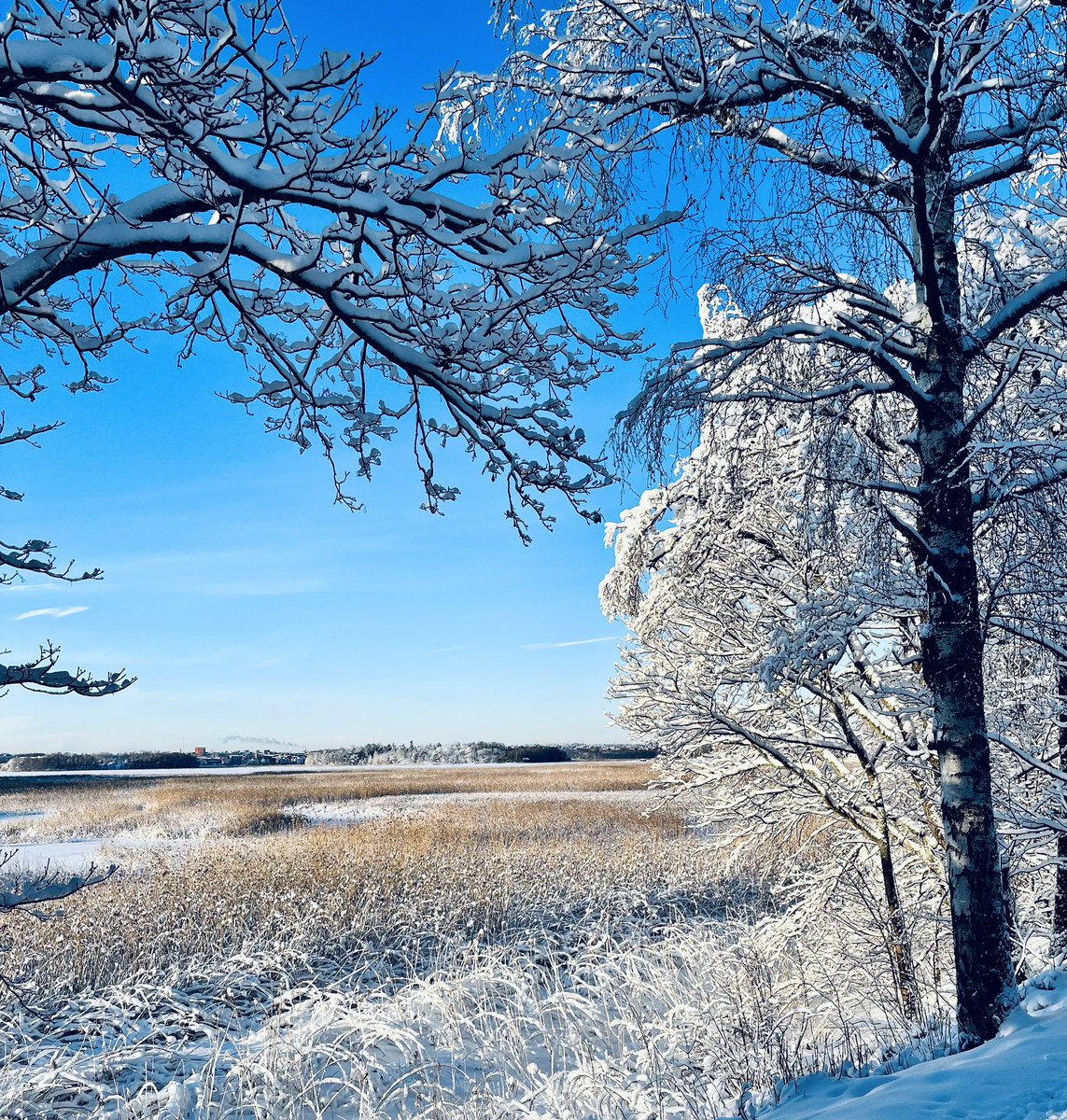 Luonto hellii nyt talvisella kauneudellaan liikkujaa Helsingissäkin❄️ Silmä ja sielu lepäävät ja keho kiittää reippailijaa🤩 
#luonto #liikunta #hyvinvointi