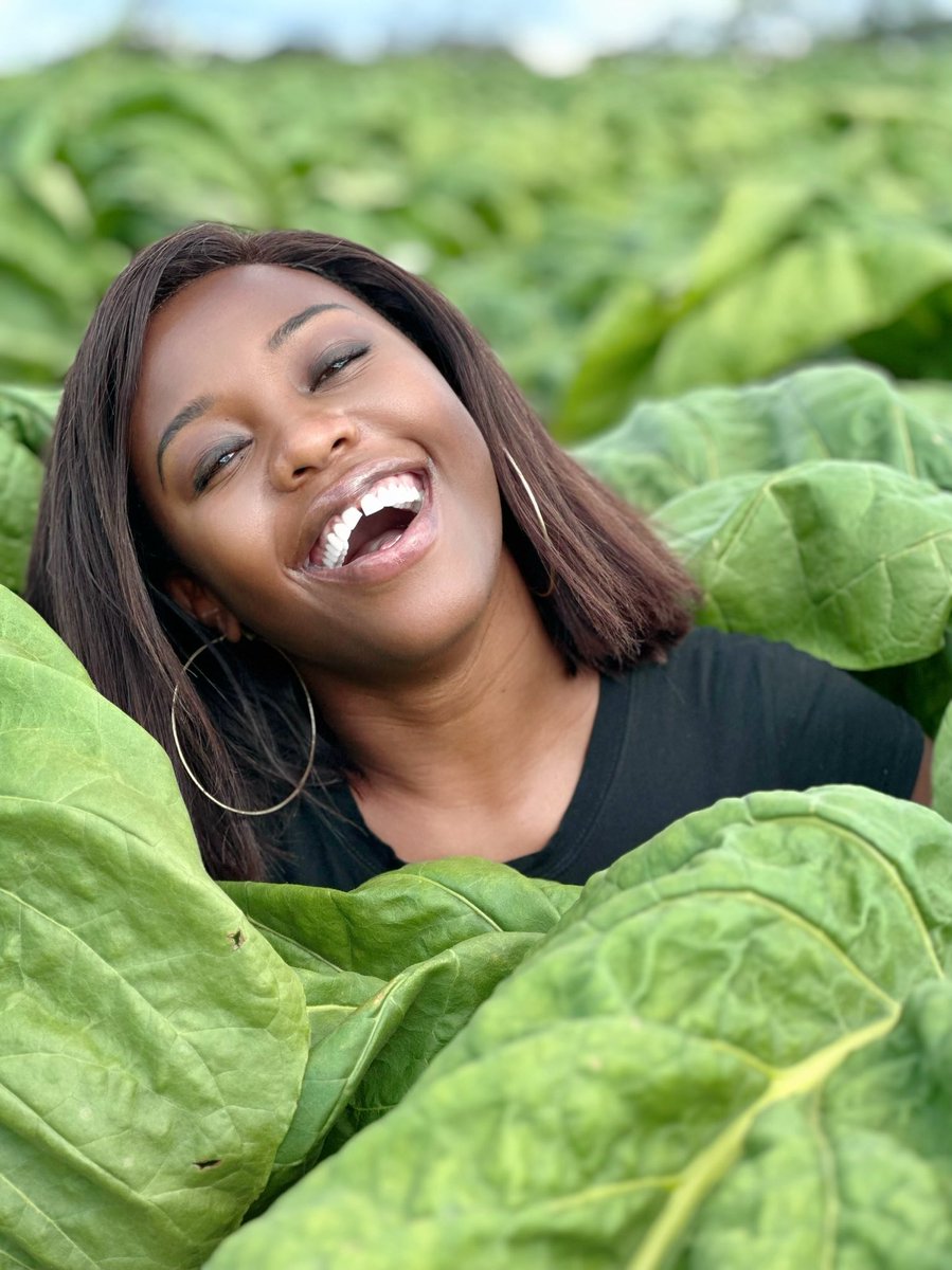 agribusiness110's tweet photo. I mean look at that leaf size , length , texture and the setting just before MOTTLING 😍😍😍 https://t.co/YmWxfP4yQM