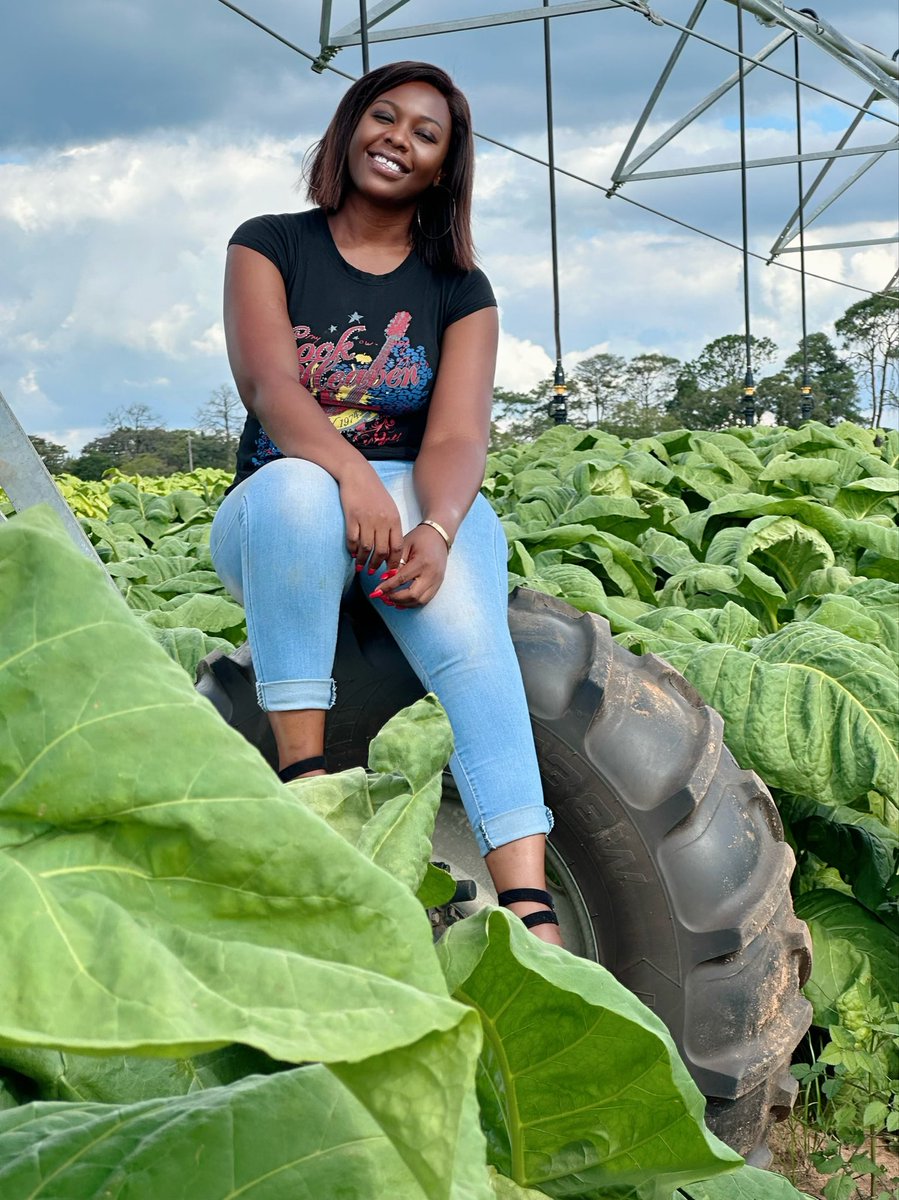 agribusiness110's tweet photo. I mean look at that leaf size , length , texture and the setting just before MOTTLING 😍😍😍 https://t.co/YmWxfP4yQM