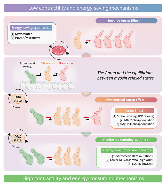 CircRes's tweet photo. Check out the latest review in the Jan 5th issue of @CircRes by Sequeira & colleagues about "Exploring the Connection Between Relaxed #Myosin States & the #Anrep Effect" at https://t.co/BPU1L9ILtH
@ChristophMaack https://t.co/SPSQyV10NQ