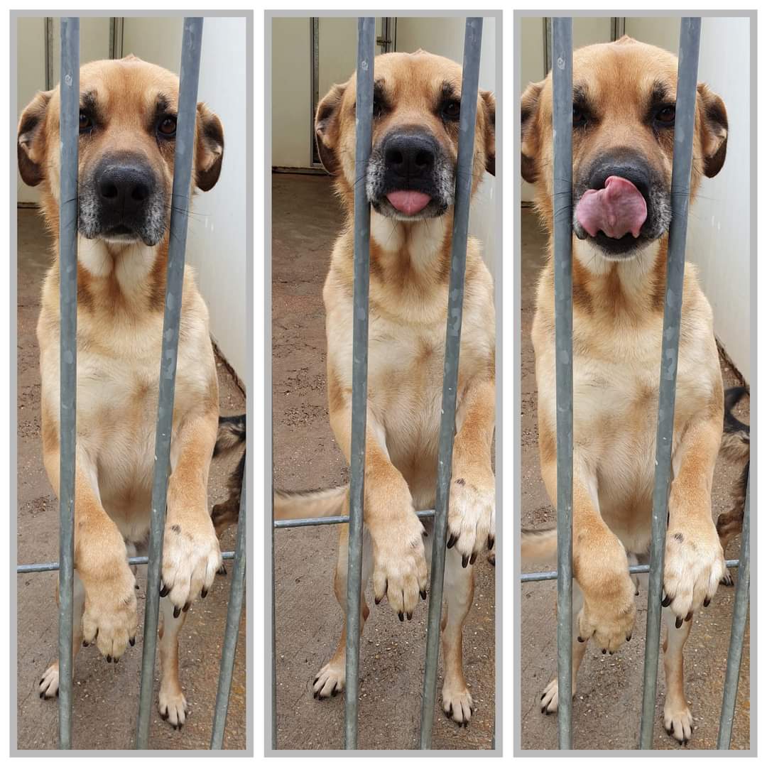 SilviaMylo's tweet photo. Dean no es de raza, no es de esos pequeños por los que se mata la gente, él no lo sabe, no sabe de tonterías humanas y se acerca a la reja para que le den una chuche y por un momento se olvida que está en el infierno 😢
Perrera de Valladolid
una.nueva.vida.valladolid@gmail.com https://t.co/5DRbdNy4Ns