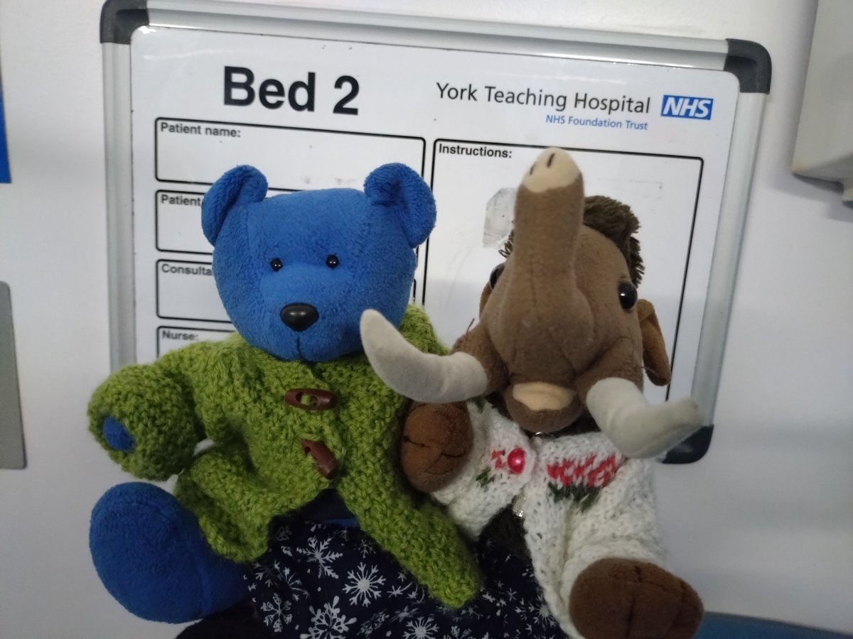 RedditchMammoth's tweet photo. Well, this isn't the adventure we thought we would have today! Our lovely friend who we visit in Scarborough has been in hospital in York, so Human took us to cheer her up. Hopefully we did! #helpfulbears https://t.co/8K6Tg4EzHM