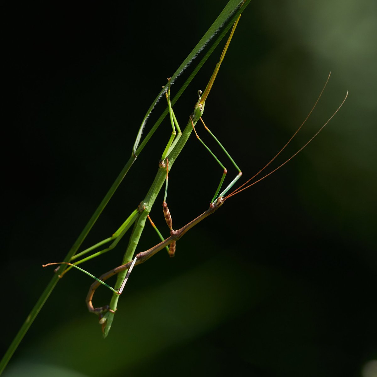 @entobarbie tweet media