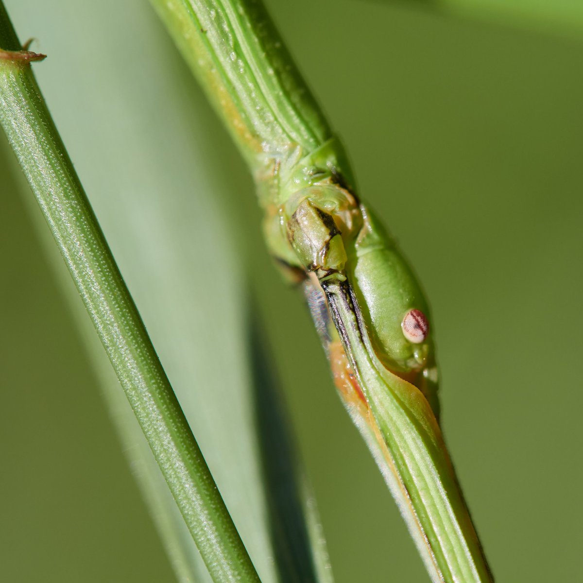 @entobarbie tweet media