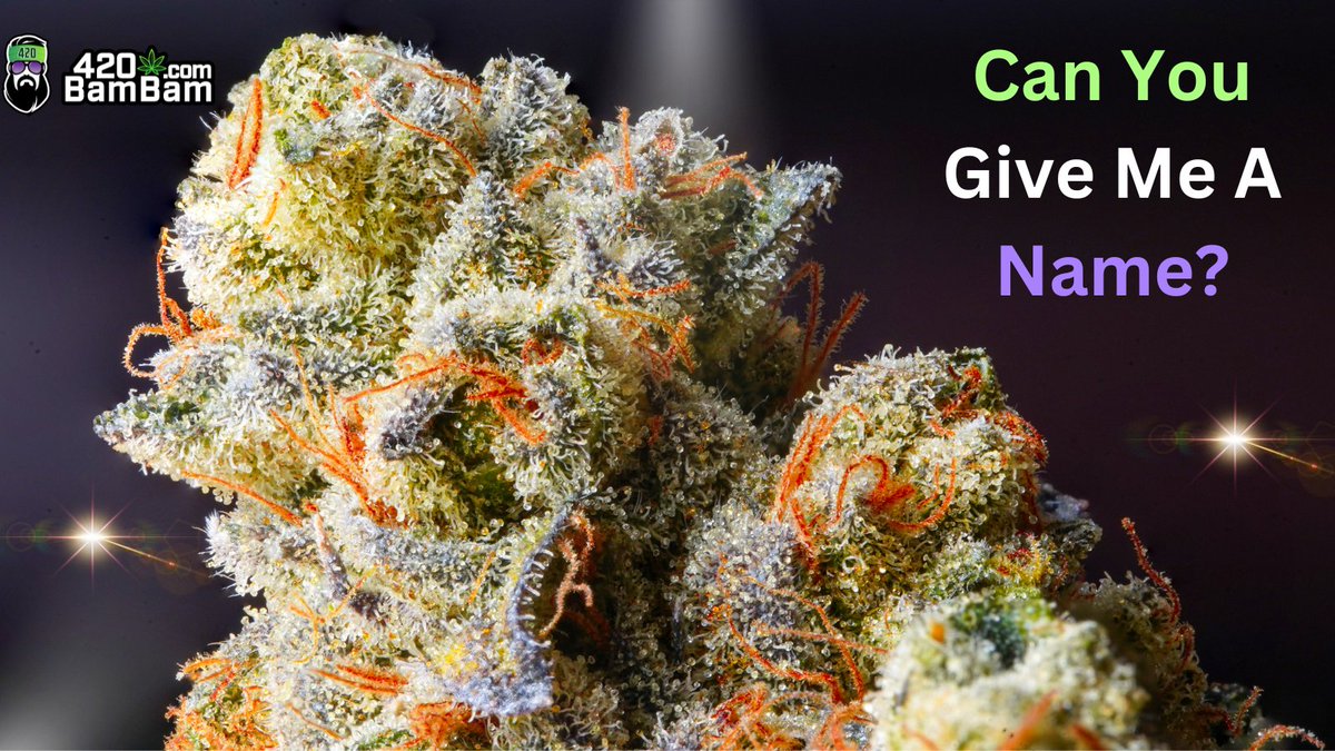 👉Give your answer in the comment section below👇#CannabisStrains #BestWeedStrain #CannabisCommunity #420BamBam