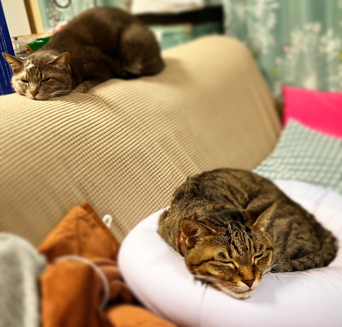 流石兄妹。同じ顔して寝てる
#cats #sleepingcars #sameface  #兄妹猫 #同じ顔