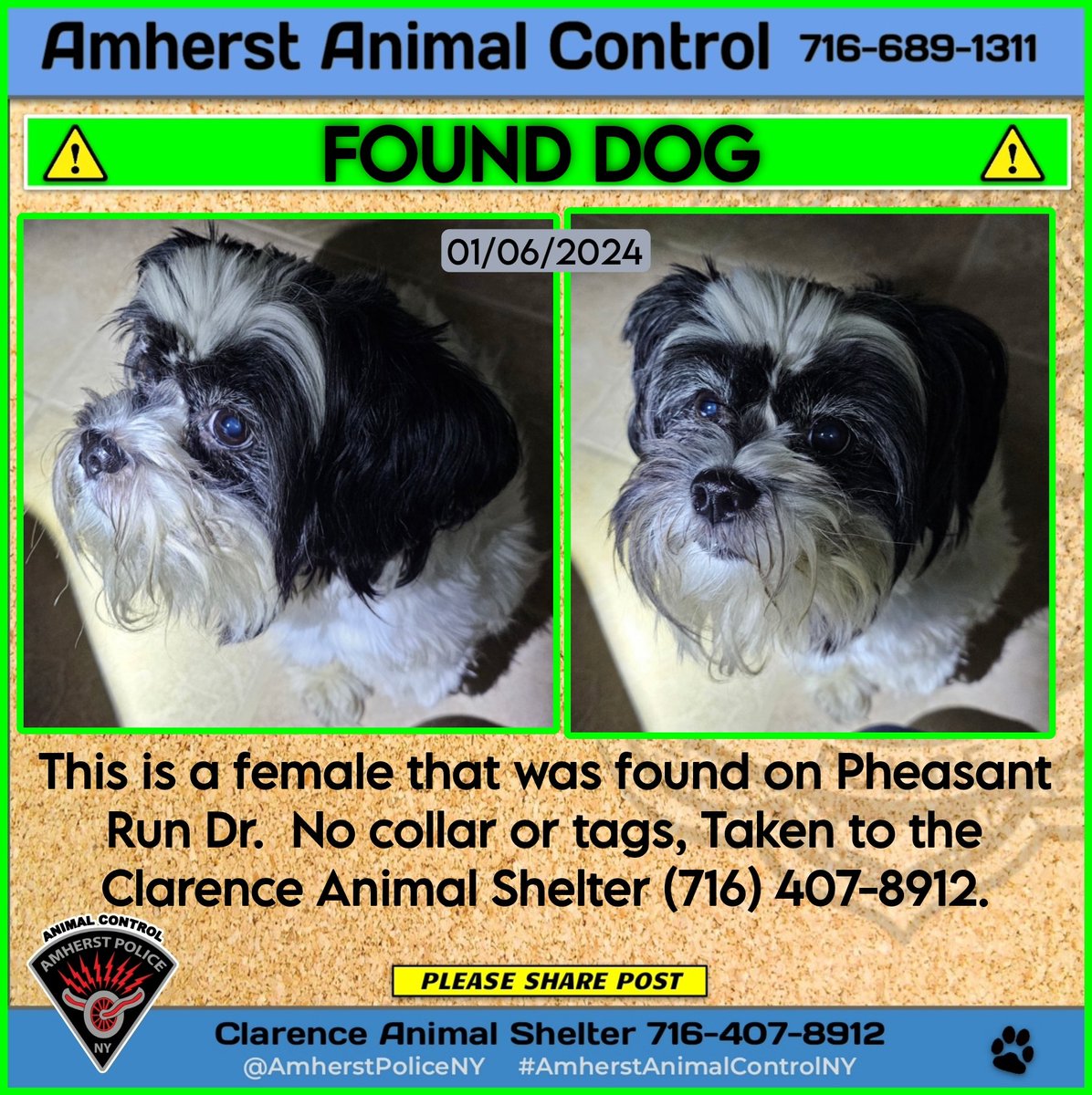 amherstpoliceny's tweet photo. [AMHERST POLICE, NY] -- Taken to the Clarence Animal Shelter (716) 407-8912.

#AmherstAnimalControlNY https://t.co/VnWlDmd2kV
