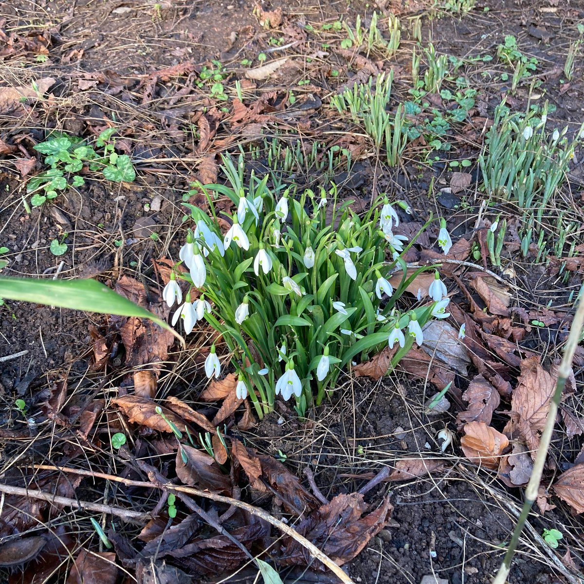 Due to the wet and mild weather recently, we have already spotted some snowdrops appearing near Rook Wood.

Let us know if you spot them on your next visit to Hestercombe.

#snowdrops #flowering #nature #environment #hestercombegardens