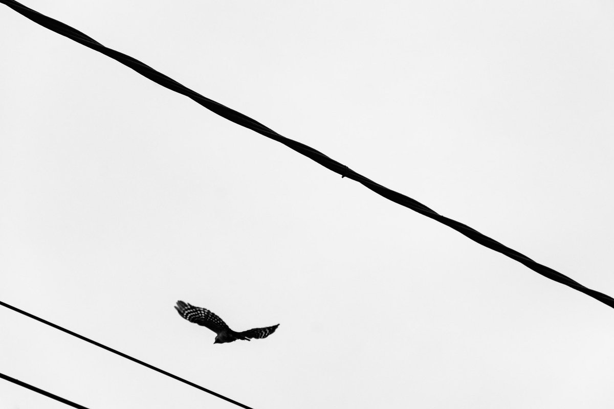 One flew over the power lines. 
#PeCoclauri #bw #birding #birdphotography