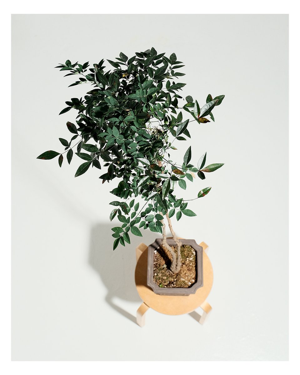 Nandina Domestica #nandina #bonsai #plantart #plants